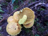 Pholiota flammans image