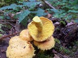 Pholiota flammans image