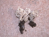 Clavulina cinerea image