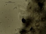 Panaeolus olivaceus image