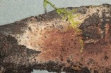 Tomentella terrestris image