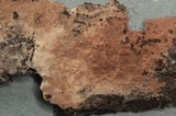 Tomentella terrestris image