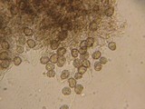 Tomentella terrestris image