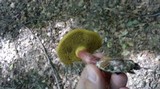 Boletus chrysenteron image