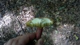 Boletus chrysenteron image