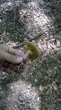 Boletus chrysenteron image
