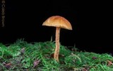 Cystoderma amianthinum image
