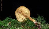 Cystoderma amianthinum image