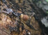 Cystoderma amianthinum image