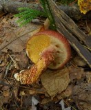 Suillus spraguei image