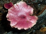 Callistosporium terrigenum image