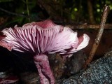 Callistosporium terrigenum image