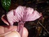 Callistosporium terrigenum image