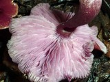 Callistosporium terrigenum image