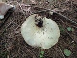 Lactarius controversus image