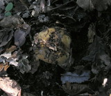 Cortinarius glutinosoarmillatus image
