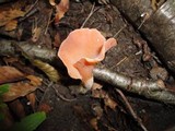 Guepinia helvelloides image