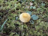 Hygrocybe psittacina var. perplexa image