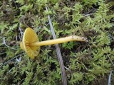 Hygrocybe psittacina var. perplexa image