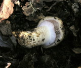 Cortinarius glutinosoarmillatus image