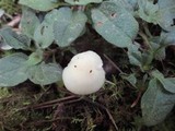Hygrocybe russocoriacea image
