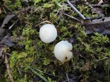 Hygrocybe russocoriacea image