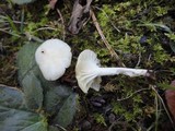 Hygrocybe russocoriacea image