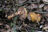 Cortinarius glutinosoarmillatus image