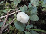 Hygrocybe russocoriacea image
