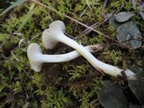 Hygrocybe russocoriacea image