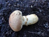 Cortinarius triumphans image