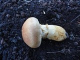 Cortinarius triumphans image