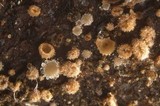 Lasiobelonium variegatum image