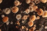 Lasiobelonium variegatum image