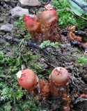 Calostoma cinnabarinum image