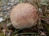 Calvatia cyathiformis image