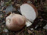 Calvatia cyathiformis image