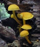 Cyptotrama chrysopepla image
