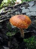 Leratiomyces squamosus var. thraustus image