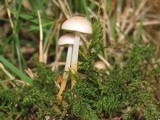 Strobilurus trullisatus image