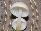Strobilurus trullisatus image