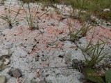 Dibaeis baeomyces image