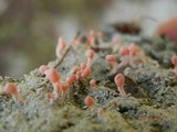 Dibaeis baeomyces image