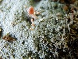 Dibaeis baeomyces image