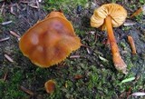 Phaeocollybia christinae image