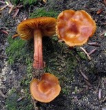 Phaeocollybia christinae image