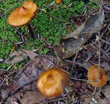 Phaeocollybia christinae image