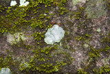 Dermatocarpon muhlenbergii image