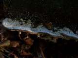 Trametes gibbosa image