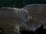 Trametes gibbosa image